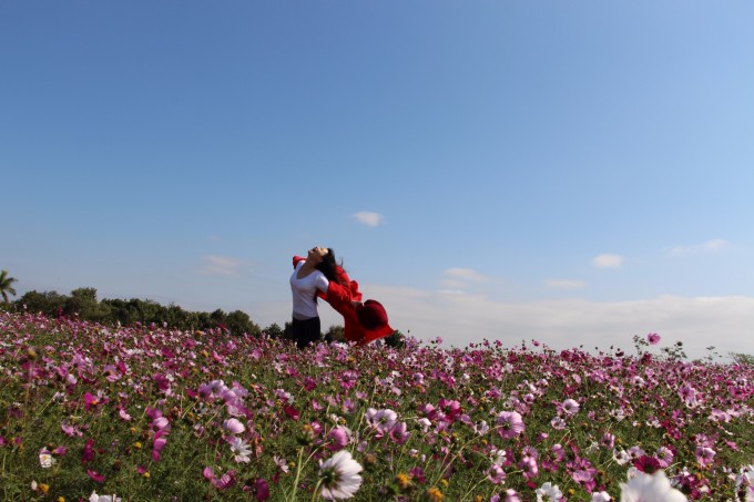 紫溪半岛位于惠州市惠城区官桥村,紫溪半岛花海世界,2016年元旦正式开放,目前可观赏的就是格桑花海,因为很多项目还没建成,所以我目前就是观光,看花看水晒太阳。路也没有修好,去到当地问很多人都不知道。 我们是自己坐车去的,到惠州市区惠城区花边岭广场坐52路车到总站,然后再花20块钱打摩托车过去,大概是20分种时间可以到达,门票30元。有条件的朋友可以选择自驾,到官桥村进去就可以了。,第一次在这里写游记,请海涵。其它不说了,美美的花花世界,看图吧。 美丽的格桑花在阳光下迎风摇曳,美丽至极。