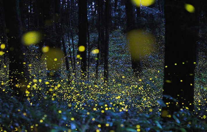 沙巴红树林长鼻猴 萤火虫生态一日游【 1元换接或送机】